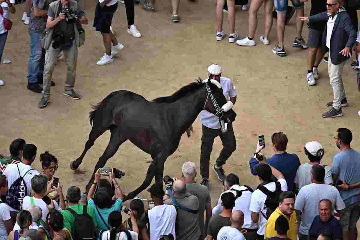 cavalli_infortunati_palio_siena