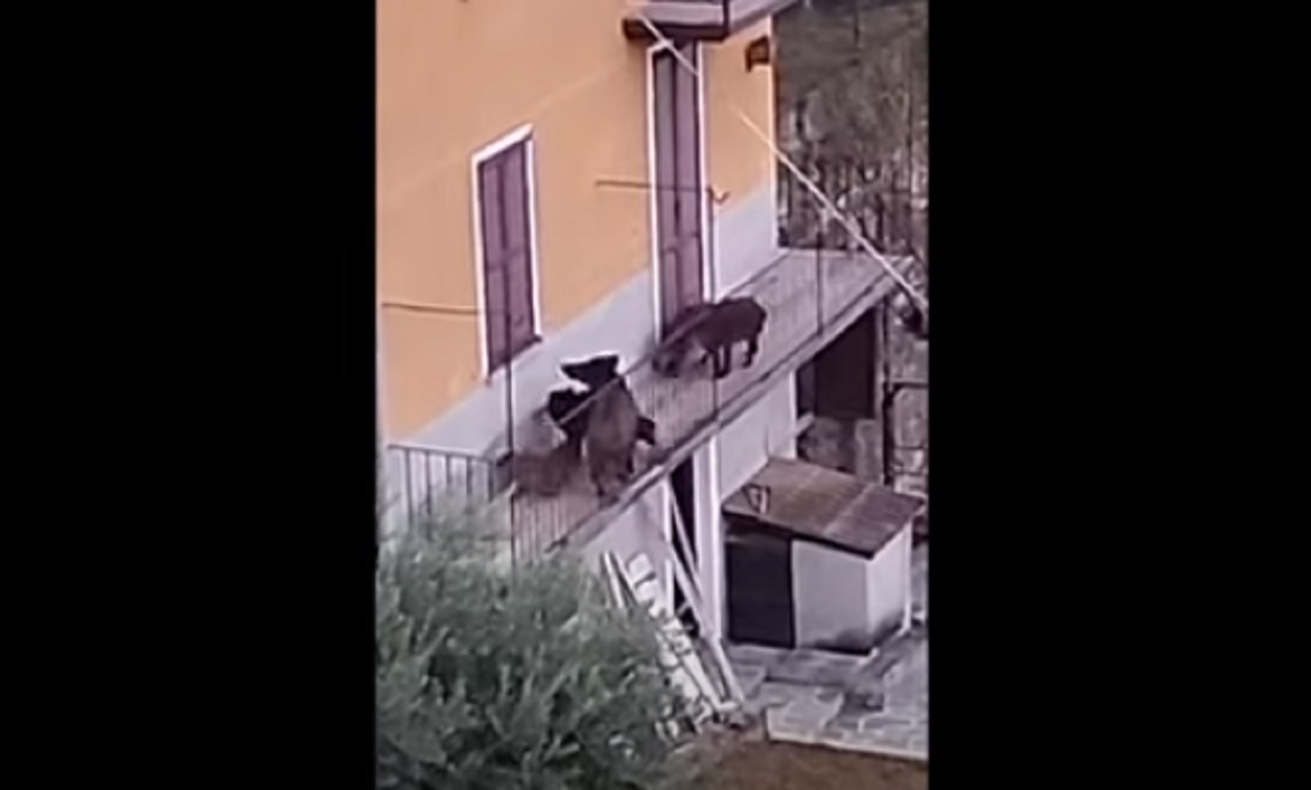 cinghiali sul terrazzo