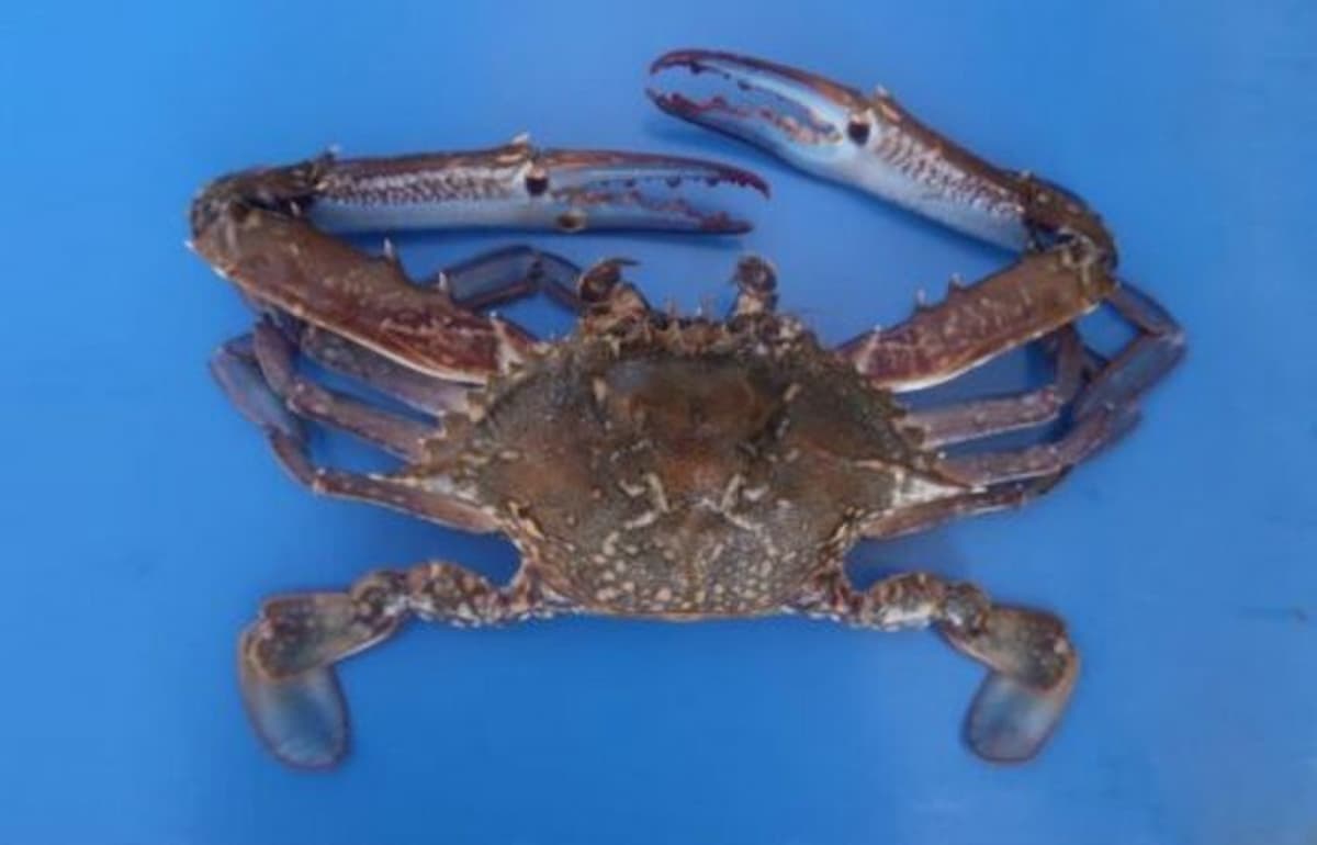 granchi blu seconda specie