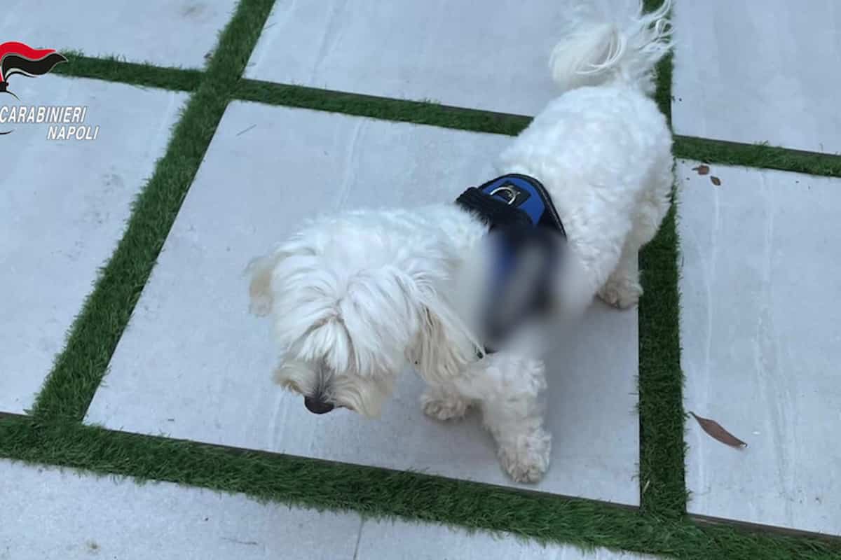 boss latitante cagnolino giugliano