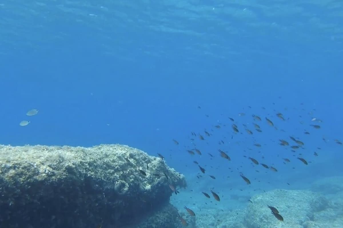 pesci caldo meditterraneo sardine