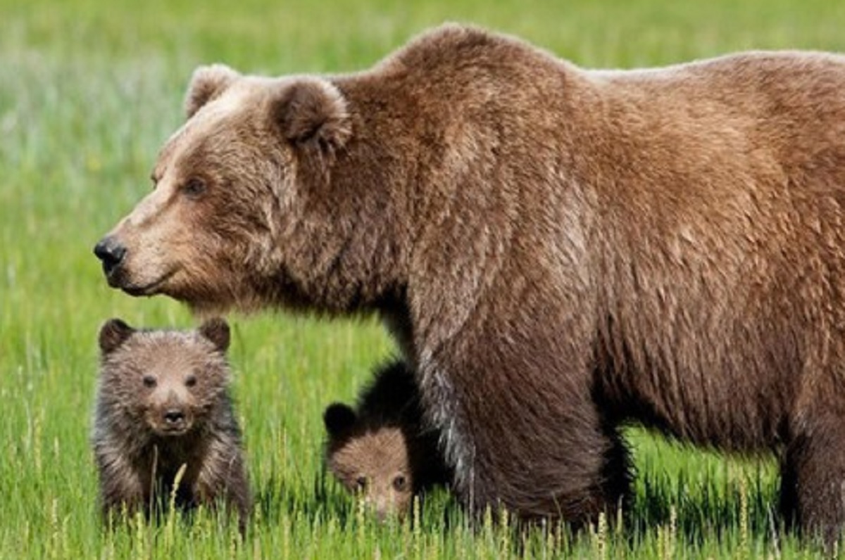 orso campo scout