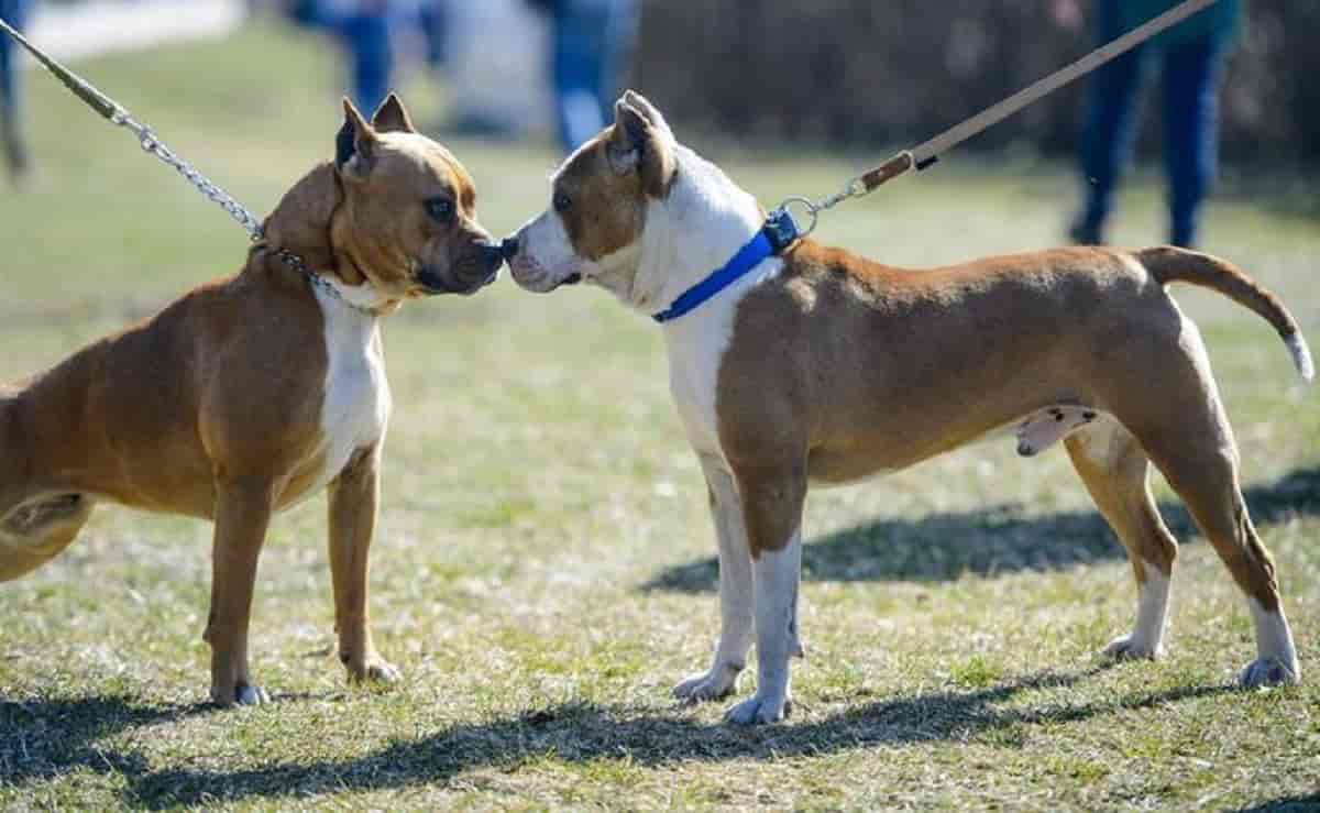 cani randagi