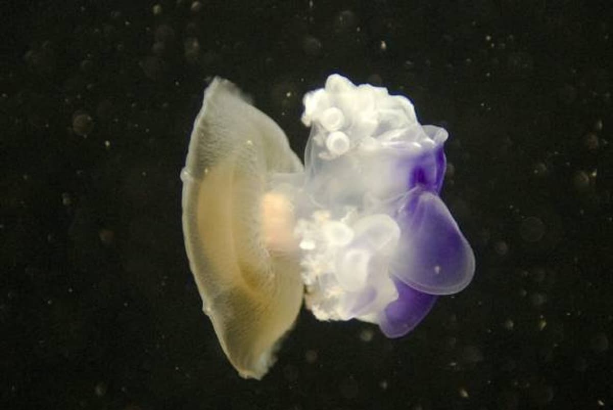 Triste, avvistate cubomeduse. I tentacoli sono urticanti. Foto Ansa