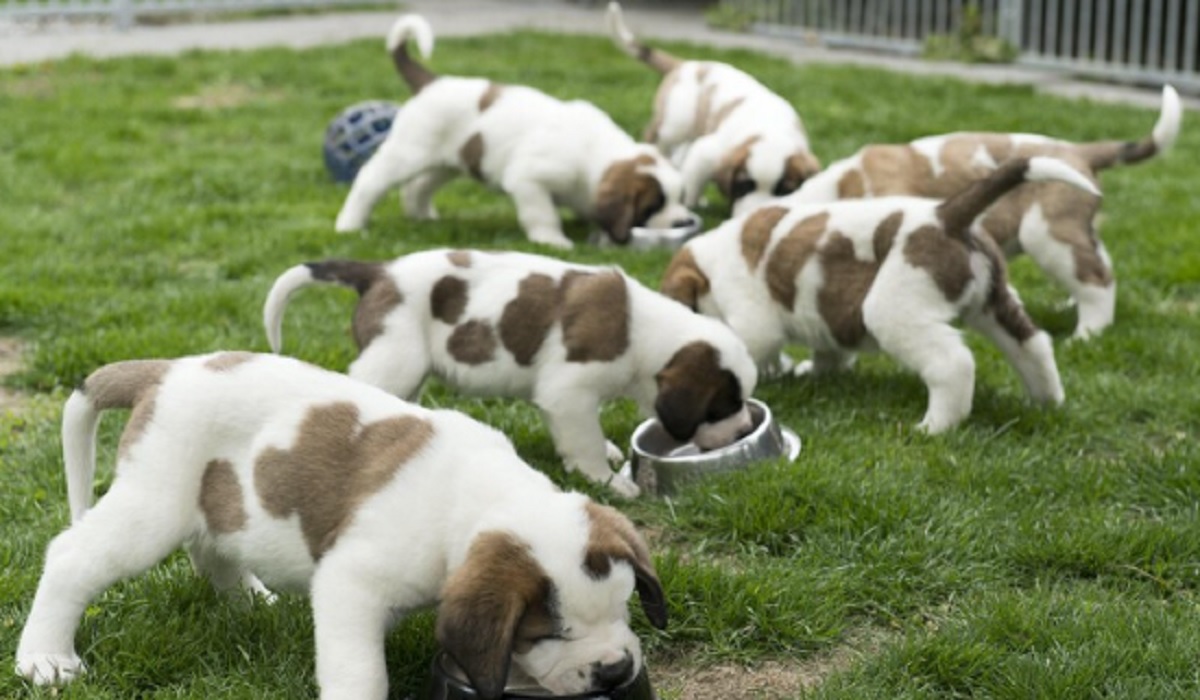 cuccioli di cane
