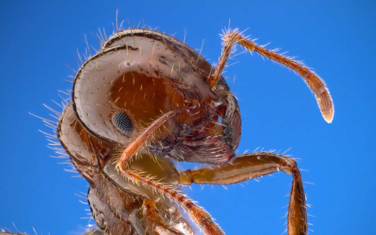 Formica di fuoco, foto Ansa