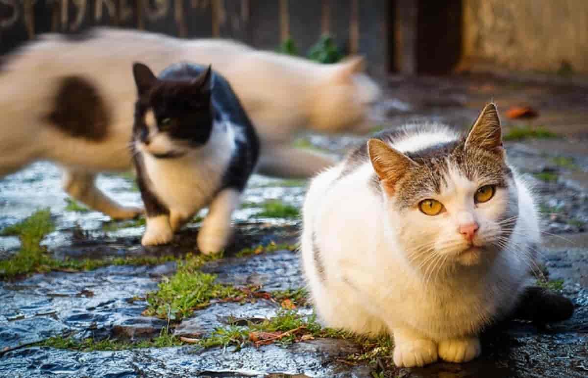 Trenta gatti scomparsi in un mese, foto Ansa