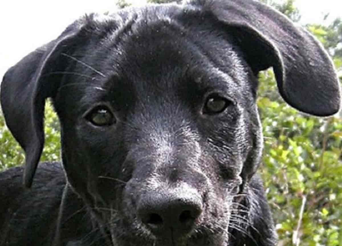 Cane salta dal terrazzo e muore strangolato dalla catena con cui era legato. Foto d'archivio Ansa