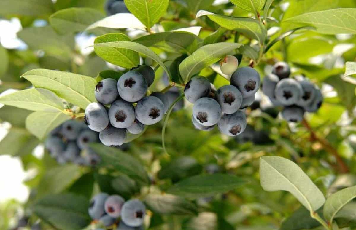 Bacche velenose, foto d'archivio Ansa