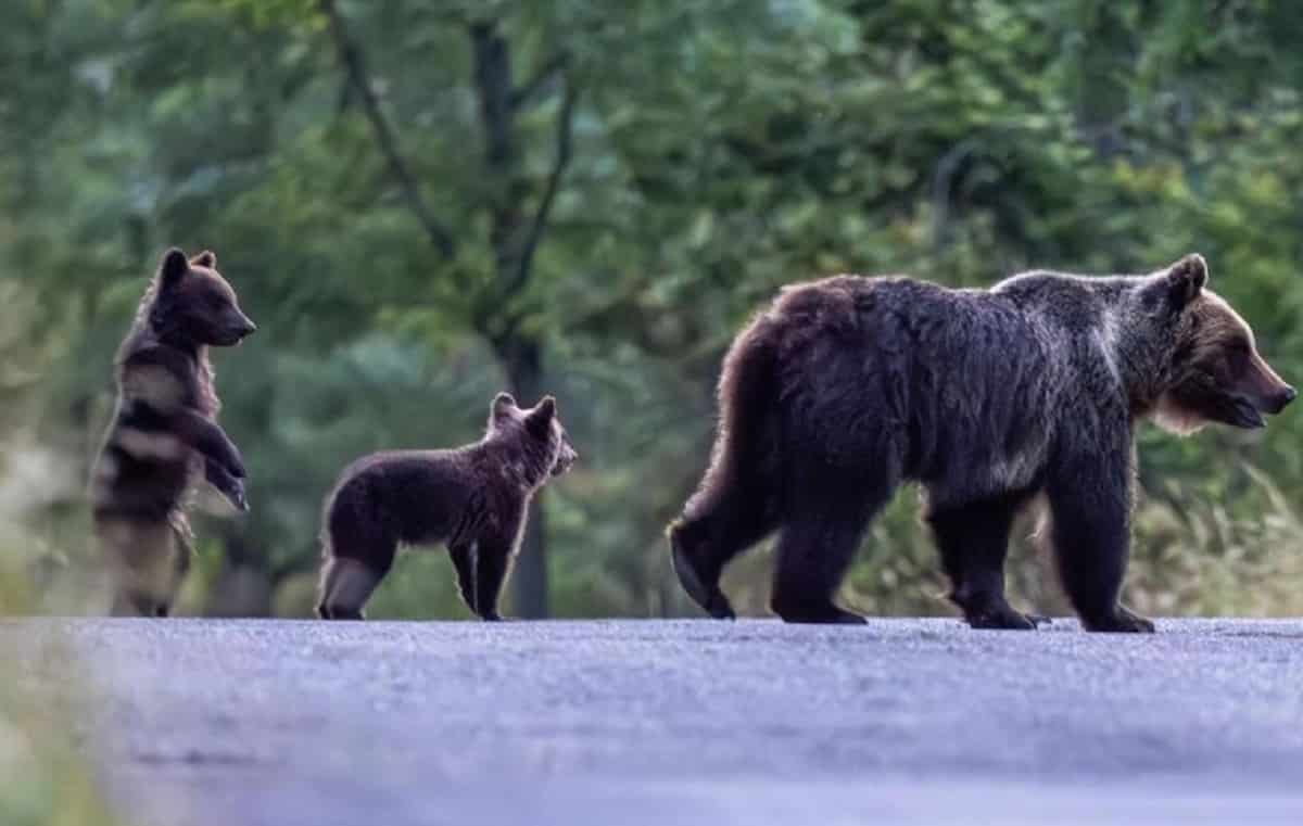Orsa Amarena, foto d'archivio Ansa