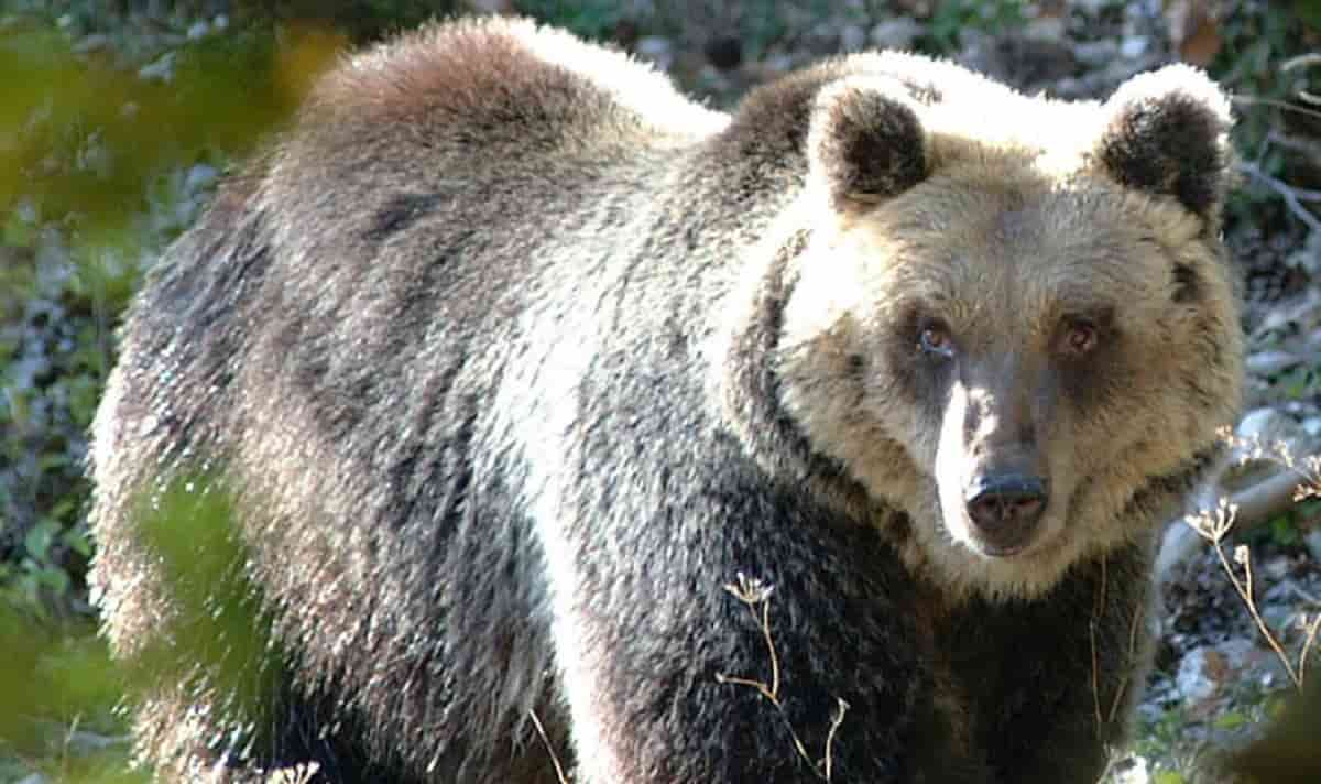 Orsa amarena, foto Ansa