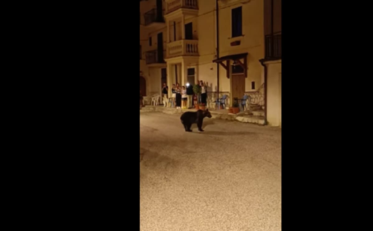 Orsa Amarena, il video