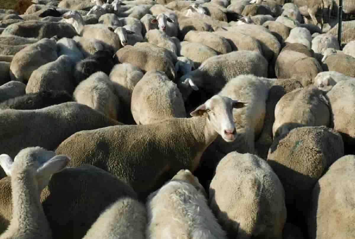 Pecore affamate mangiano 100 kg di marijuana. Il pastore: "Avevano un comportamento strano". Foto Ansa