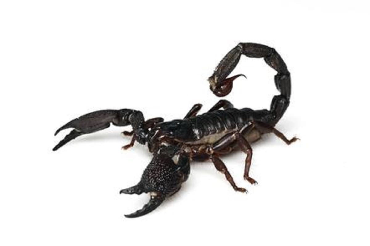 Brasile, bambino punto da scorpione a scuola muore dopo cinque ore di agonia. Foto d'archivio Ansa