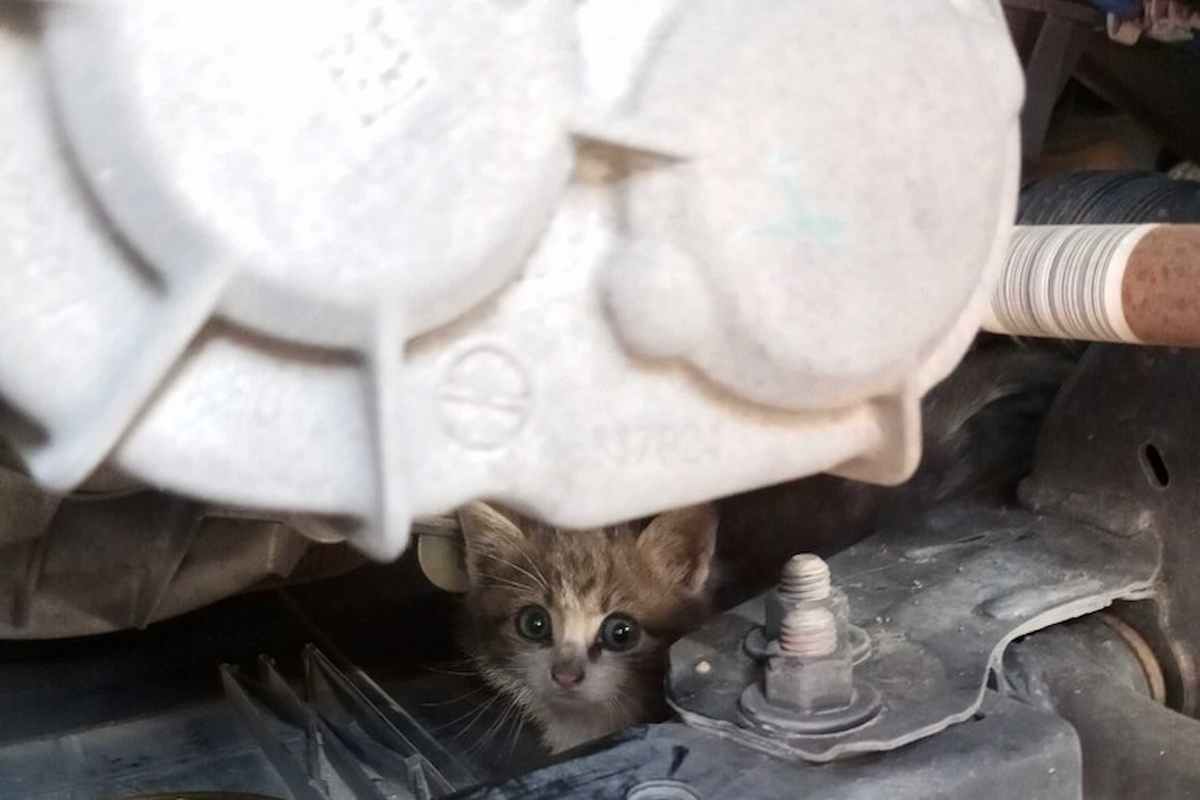 cuccioli gatto nel motore, trovati dopo 200 km di viaggio