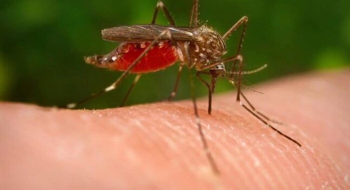 Dengue, la febbre mortale minaccia Europa del sud e Italia, la zanzara colpice di giorno, sintomi e conseguenze, allarme Oms