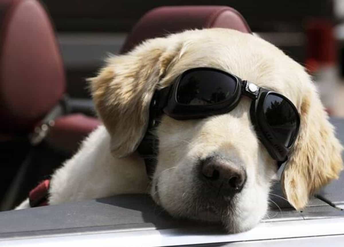 Auto danneggiate e gomme bucate. I carabinieri installano le telecamere e scoprono il colpevole: il cagnolone Billy. Foto Ansa