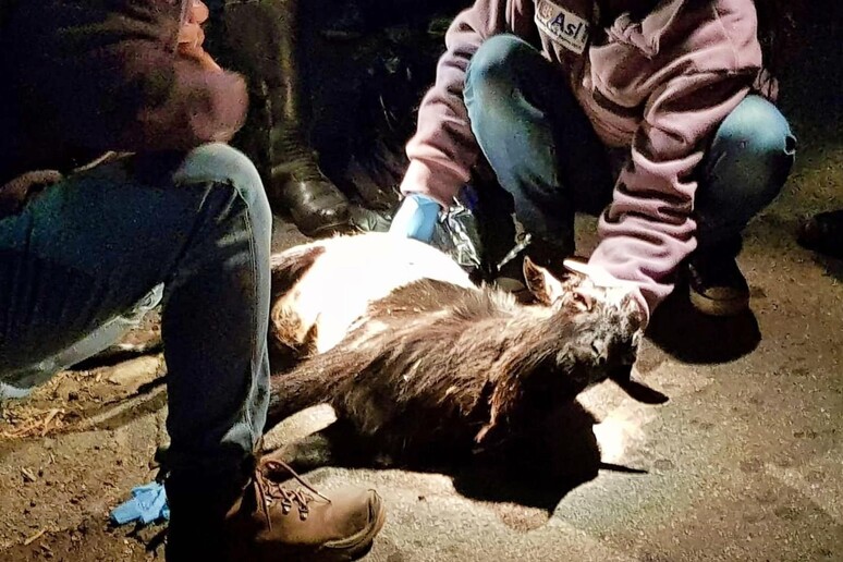 Capretta uccisa a calci durante una festa di compleanno: concluse le indagini sui 7 ragazzi