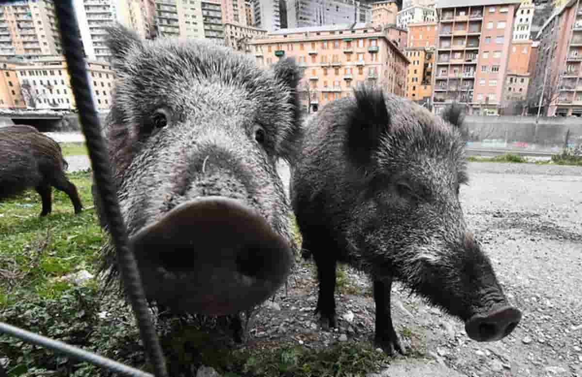Cacciatori inseguono e uccidono cinghiale fin dentro a un cimitero dove... alcuni cittadini stavano pregando