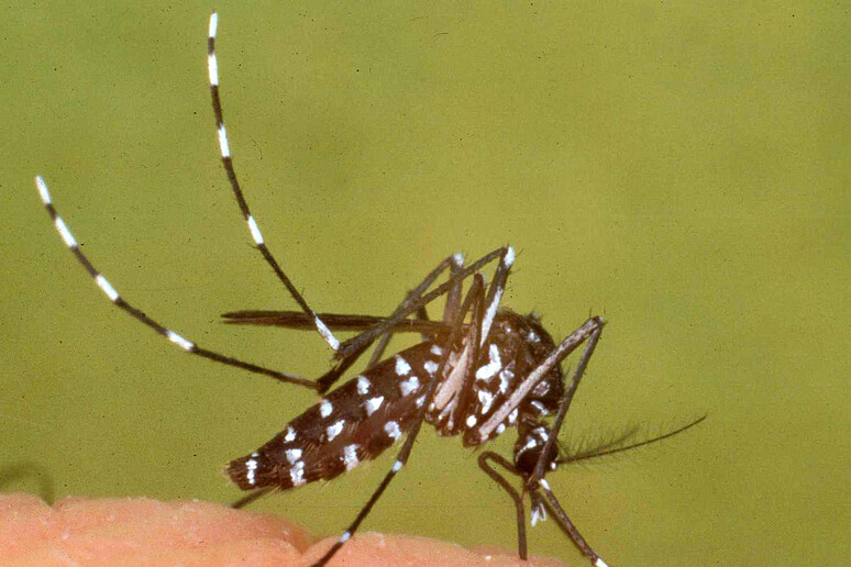 Febbre Dengue a Roma, due nuovi casi allo Spallanzani