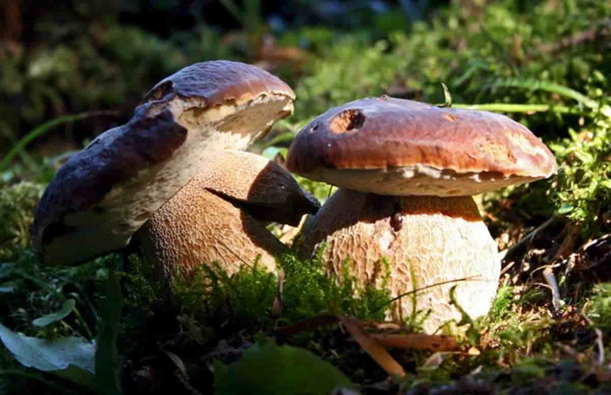 Treviso, mangiano funghi raccolti in un prato della città: due coniugi ricoverati in gravi condizioni. Foto Ansa