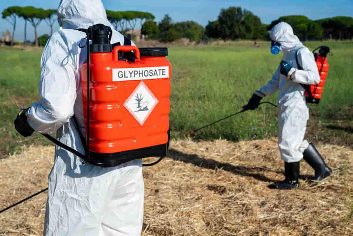 glifosato leucemia