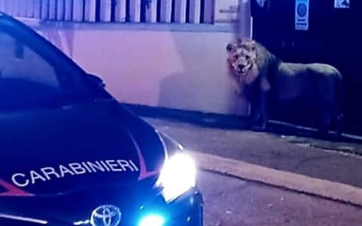 Il leone fuggito dal circo di Ladispoli, foto Ansa