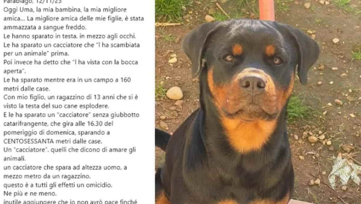 cacciatore rottweiler