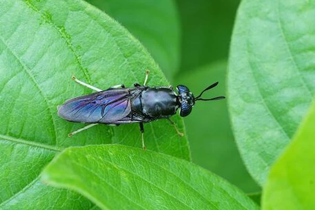 Green, con mosche e vermi gli avanzi e gli scarti dei nostri cibi si convertono in gas buoni