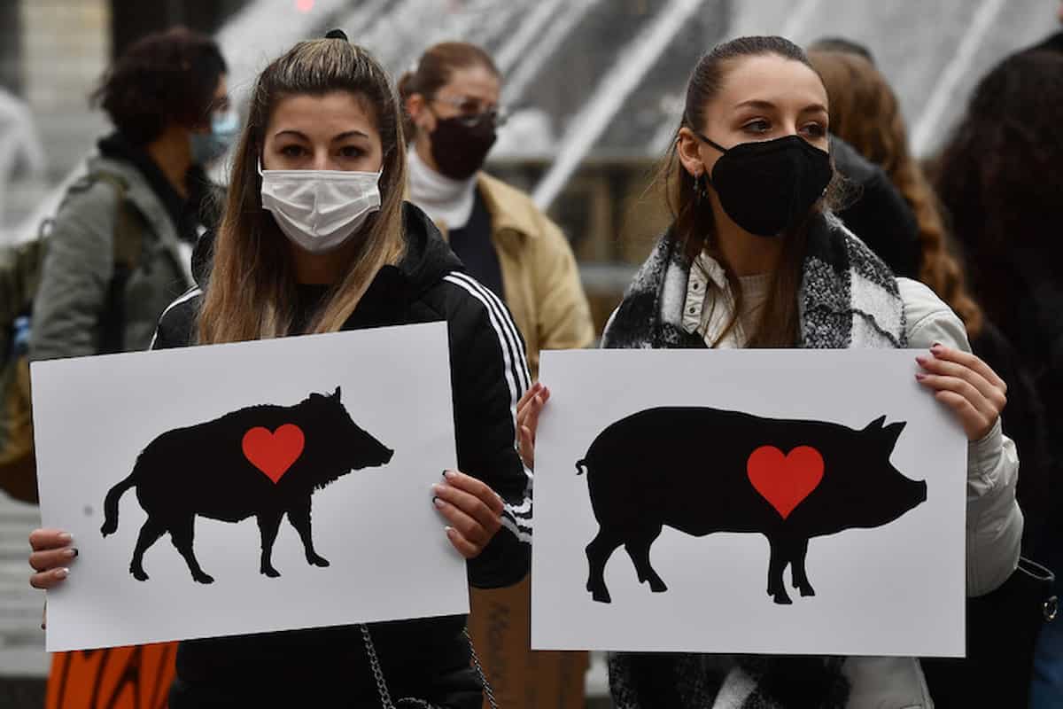 paola romani sfattoria ultimi