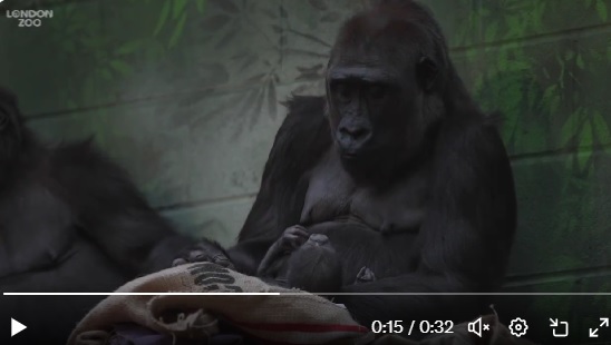 Il baby gorilla di una specie rara nato nello zoo di Londra VIDEO
