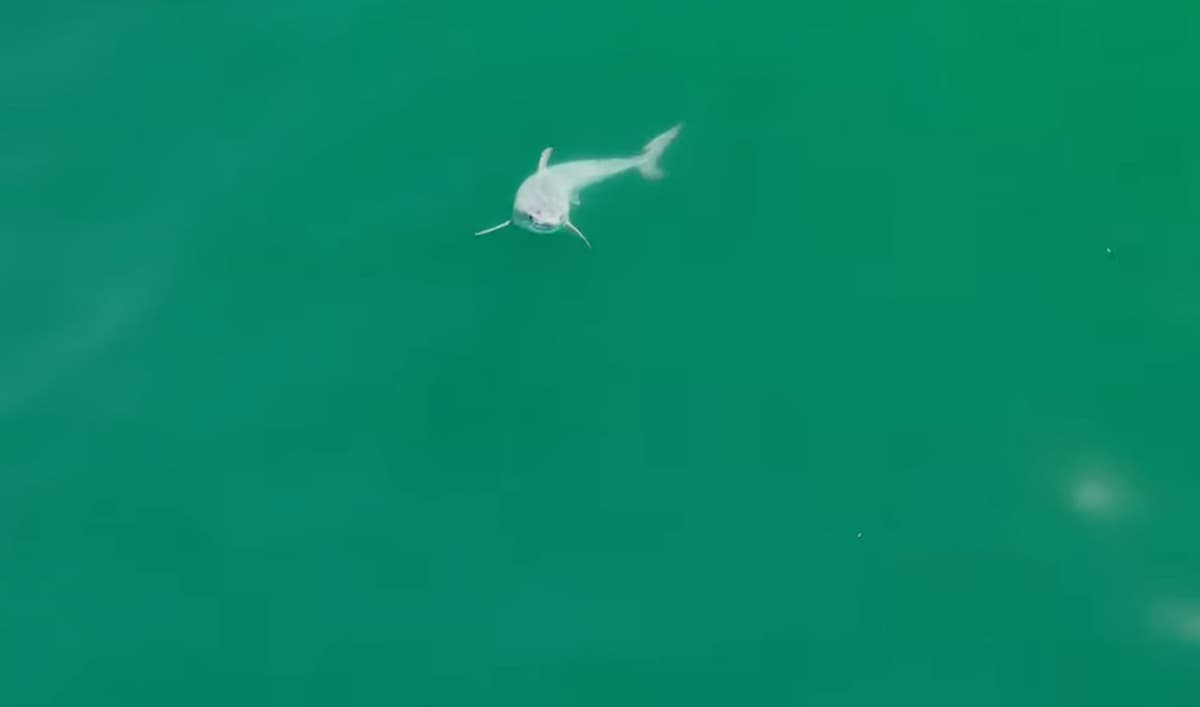squalo bianco cucciolo