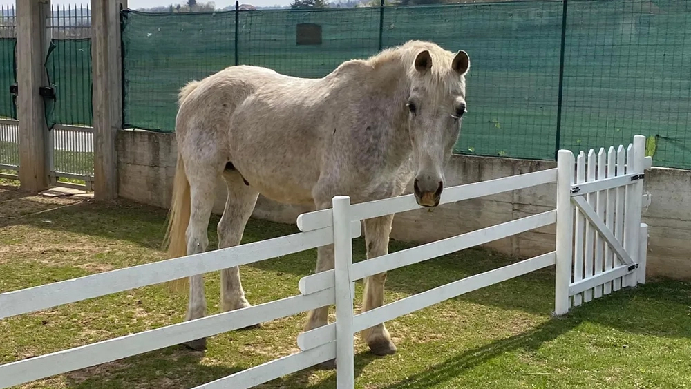 Tornado, il cavallo morto per i botti di Capodanno. Il dolore della proprietaria