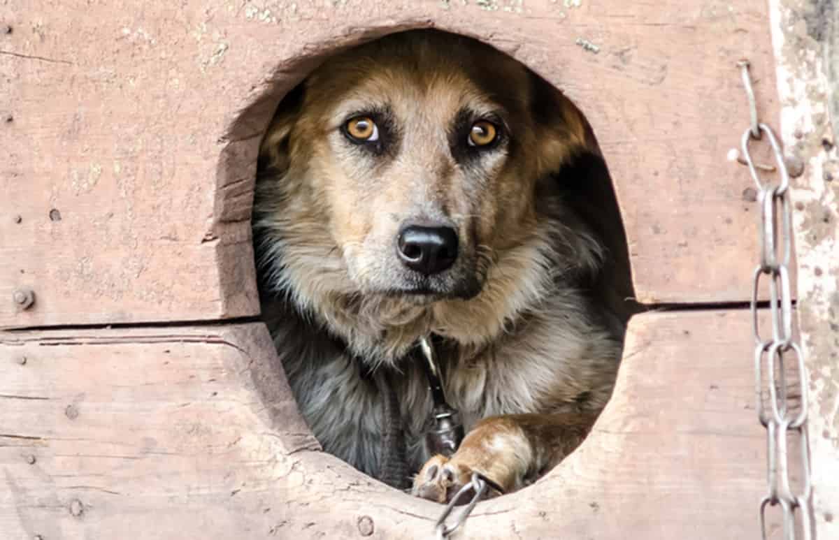 Altro orrore sugli animali: cane legato a un palo e lasciato morire strangolato e senza cibo. Foto Ansa