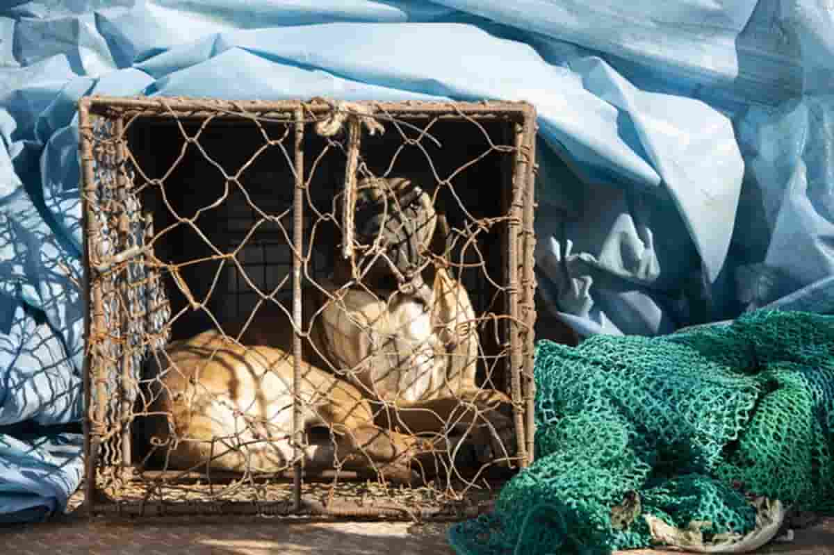 In Corea del Sud non si potrà più comprare carne di cane: smetteranno di mangiarli? Foto Ansa