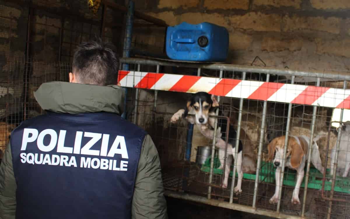Niscemi: nove cani trovati malnutriti e in ipotermia per allenarli alla caccia, altri tre legati a una catena. Foto Ansa