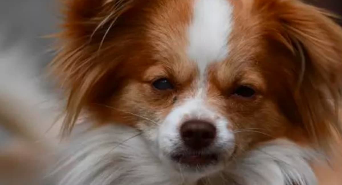 I ladri uccidono a calci la cagnolina Laika mentre abbaiava per difendere casa: taglia di 6mila euro