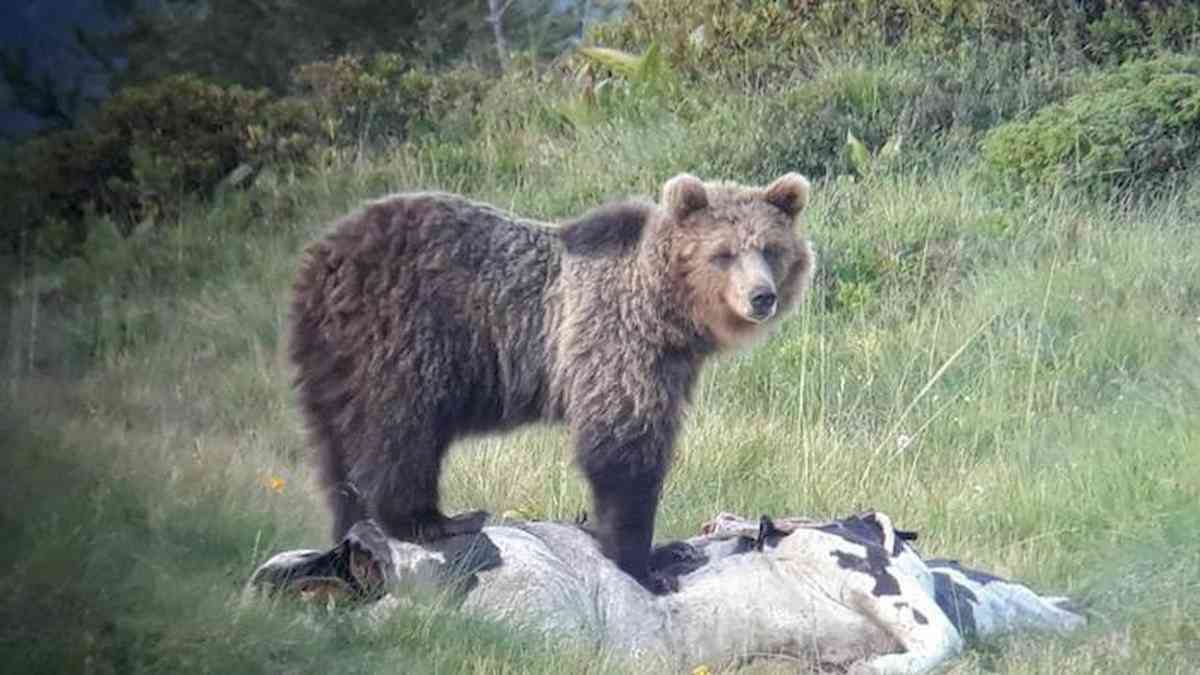 Dormire come orso o scoiattolo in letargo ci salverà la vita? team di scienziati e li studia, scoperta proteina che protegge il sangue.