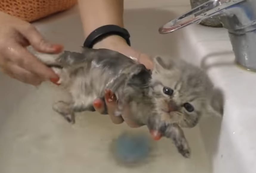 gattino bagnetto