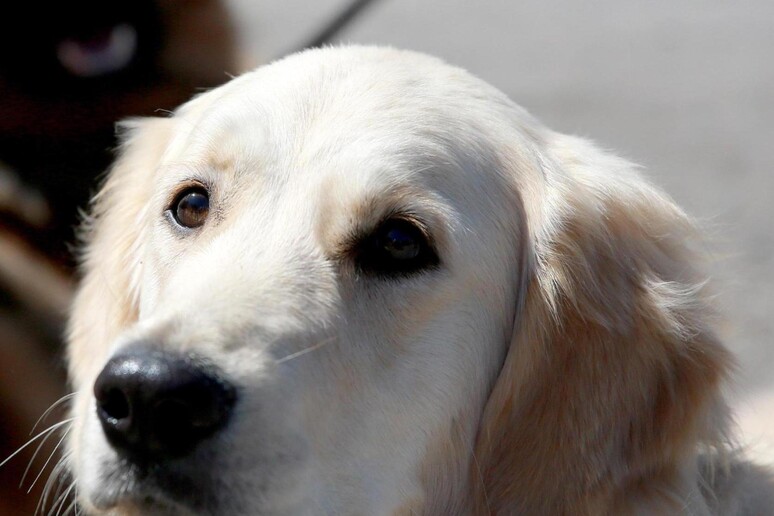 abbandonano cane trasloco