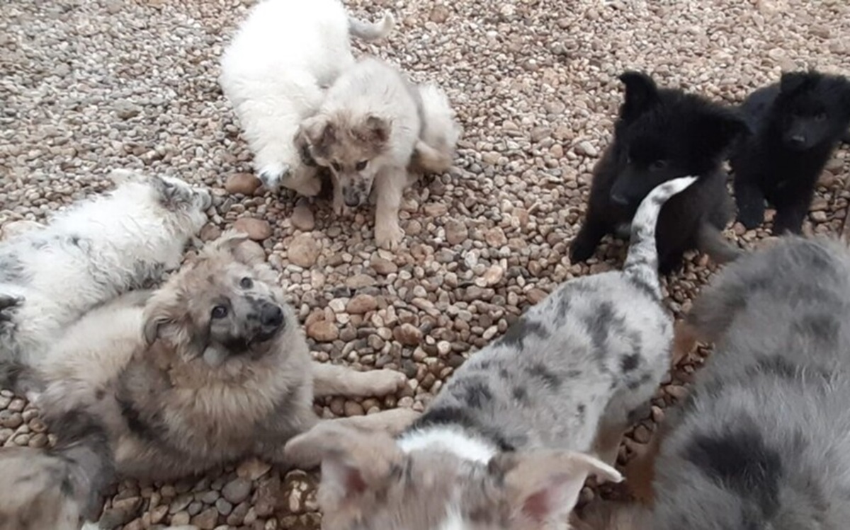 Abbandonati in una cascina, salvati 14 cani nel veronese. Foto Ansa