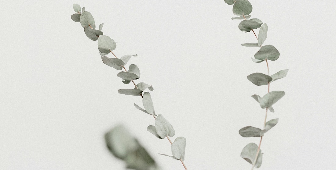 eucalipto nella doccia