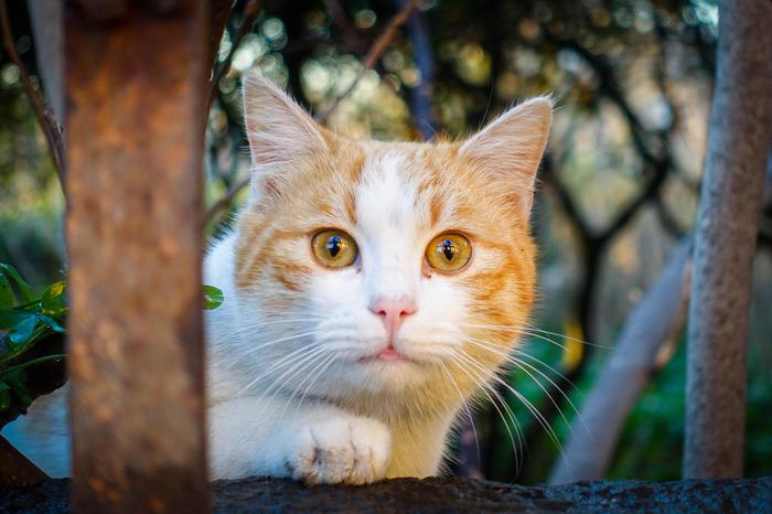 gatto pallino aria compressa