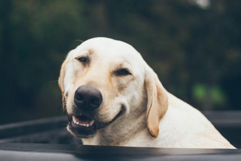 labrador cane lupo formello