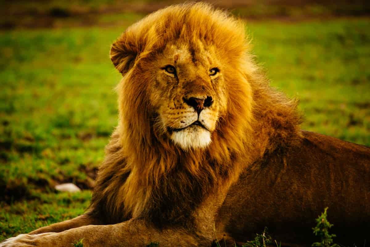 Sbranato a morte da un leone per un selfie, in uno zoo in India: ha scavalcato la recinzione alta 8 metri per farsi una foto con il re della foresta.