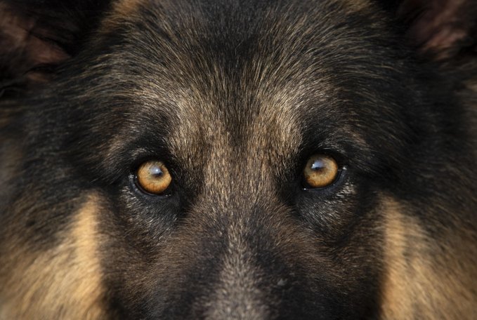 pastore tedesco ucciso