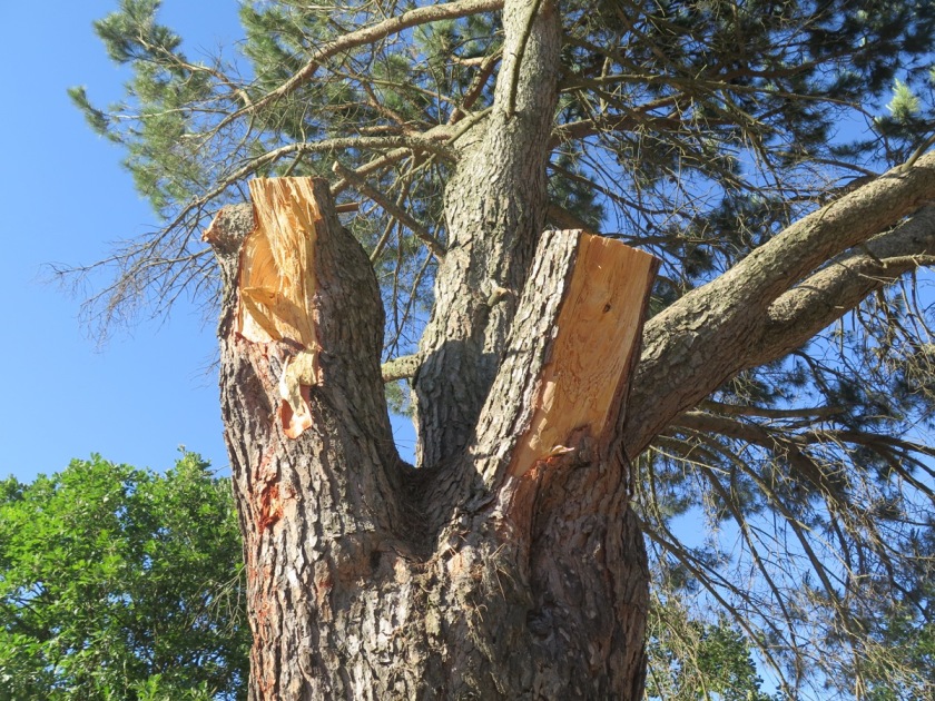 oristano cadono albero