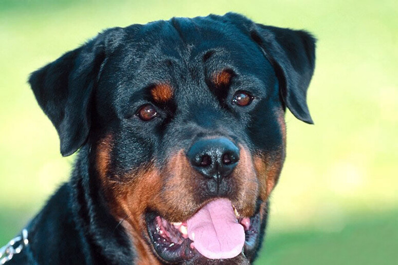 roma rottweiler azzanna ragazza