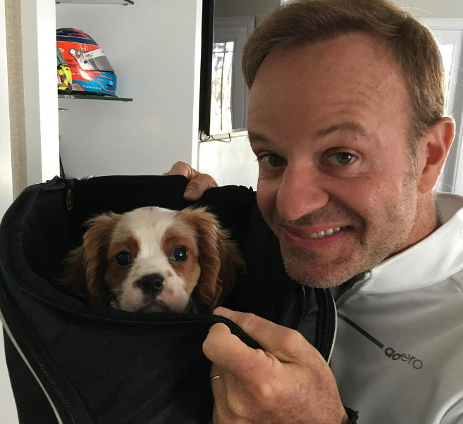 barrichello cane