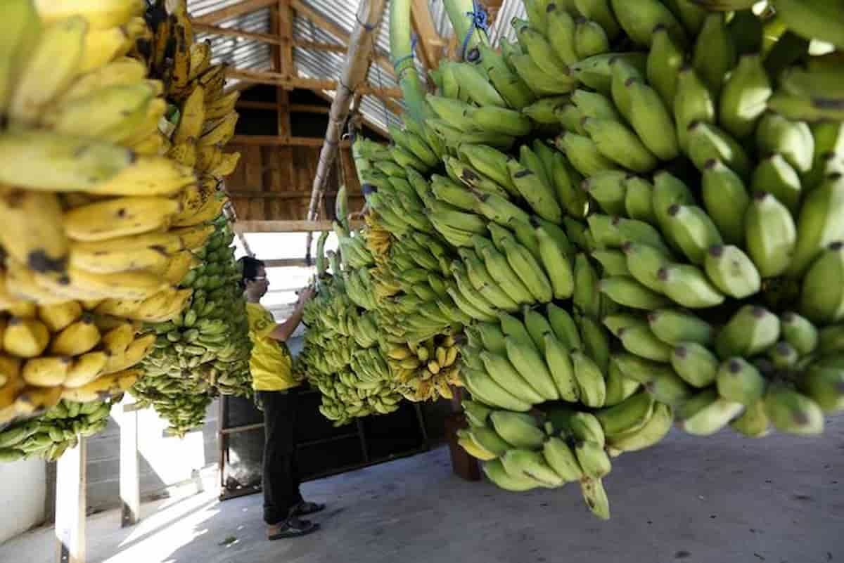 I prezzi delle banane saliranno, effetto del clima che cambia: calo di produzione e malattie